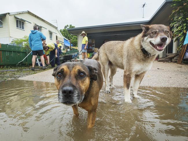 Dogs and workers helping clean up flood damage at Clinton Smith's property at Hermit Park. Picture: Lachie Millard