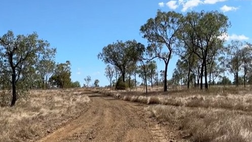 There were many trees to choose from on the large property. Picture: TikTok