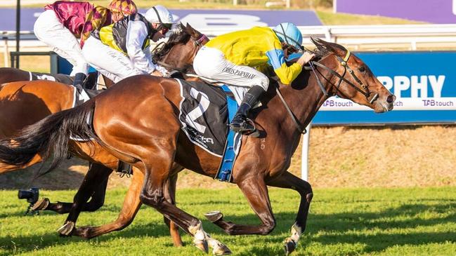 Super Smink is one of the key local chances in the $5m The Quokka in Perth. Picture: Western Racepix