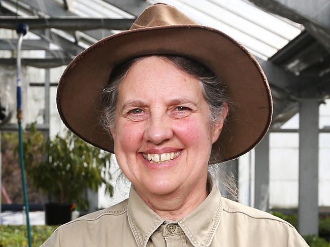 Margot White horticulturist. Getting ready for the annual tomato plant sale at the Royal Tasmanian Botanical Gardens. Picture Nikki Davis-Jones