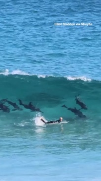 Surfer body slammed by pod of dolphins