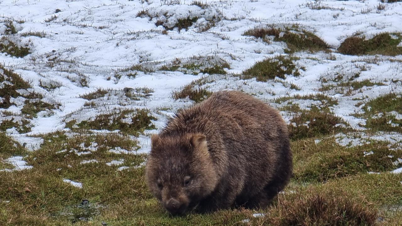 Hobart weather: Rain, wind and snow this weekend across Tasmania | The ...