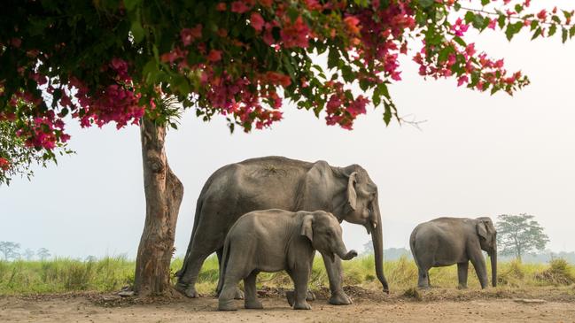 Indian elephants.