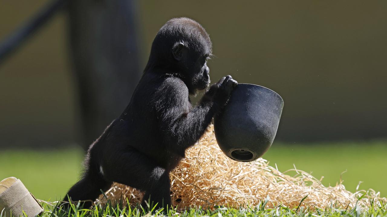 The little gorilla plays with a pot …