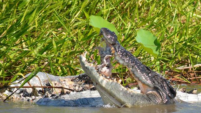 A 4m croc was captured feasting on another croc at Corroboree Billabong on Saturday. Picture: Shane Buzz Bailey