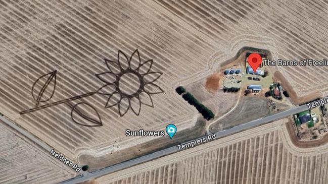 The sunflower from last year Harry Schuster had mowed at Freeling, as seen from Google Maps.