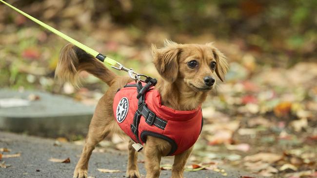 Million Paws Walk in the Adelaide Botanic Gardens, Sunday, May 28, 2023. Picture: Matt Loxton