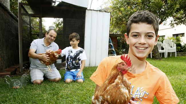 L to R: Phillip Sakoua and his sons Tommy Sakoua -10 and Max Sakoua -12 with their Chickens in their Sylvania Back yard. The Government wants to legislate the meaning of "Free Range" eggs. Picture: John Appleyard