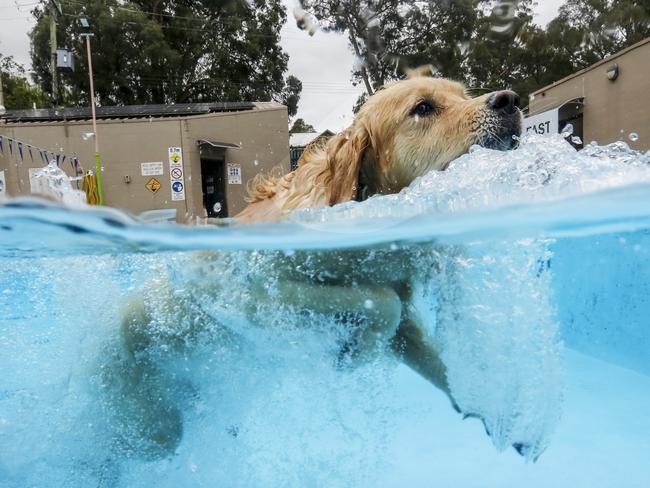 HOLD FOR THE HERALD SUN PIC DESK-----Belgrave Pool is having their annual dog day at the pool on March 9 form 6-7pm. It's the last hour, of the last day of the season for the outdoor pool, which opened in October. The community loves it and spreads the word. Poppy swimming.    Picture: Alex Coppel.