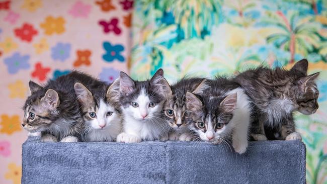 Clear the cat shelters campaign started this week with an expected peak of 800 cats and kittens in Lost Dogs Home care with more to coming. Picture: Jason Edwards