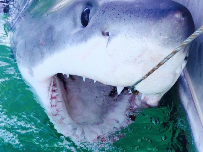 A 2.32m Great White caught on a drum line off at Lennox Head Beach. Sharks are tagged and released 1km offshore Picture: Supplied