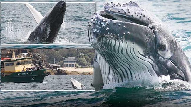 Whale and calf in Sydney Harbour