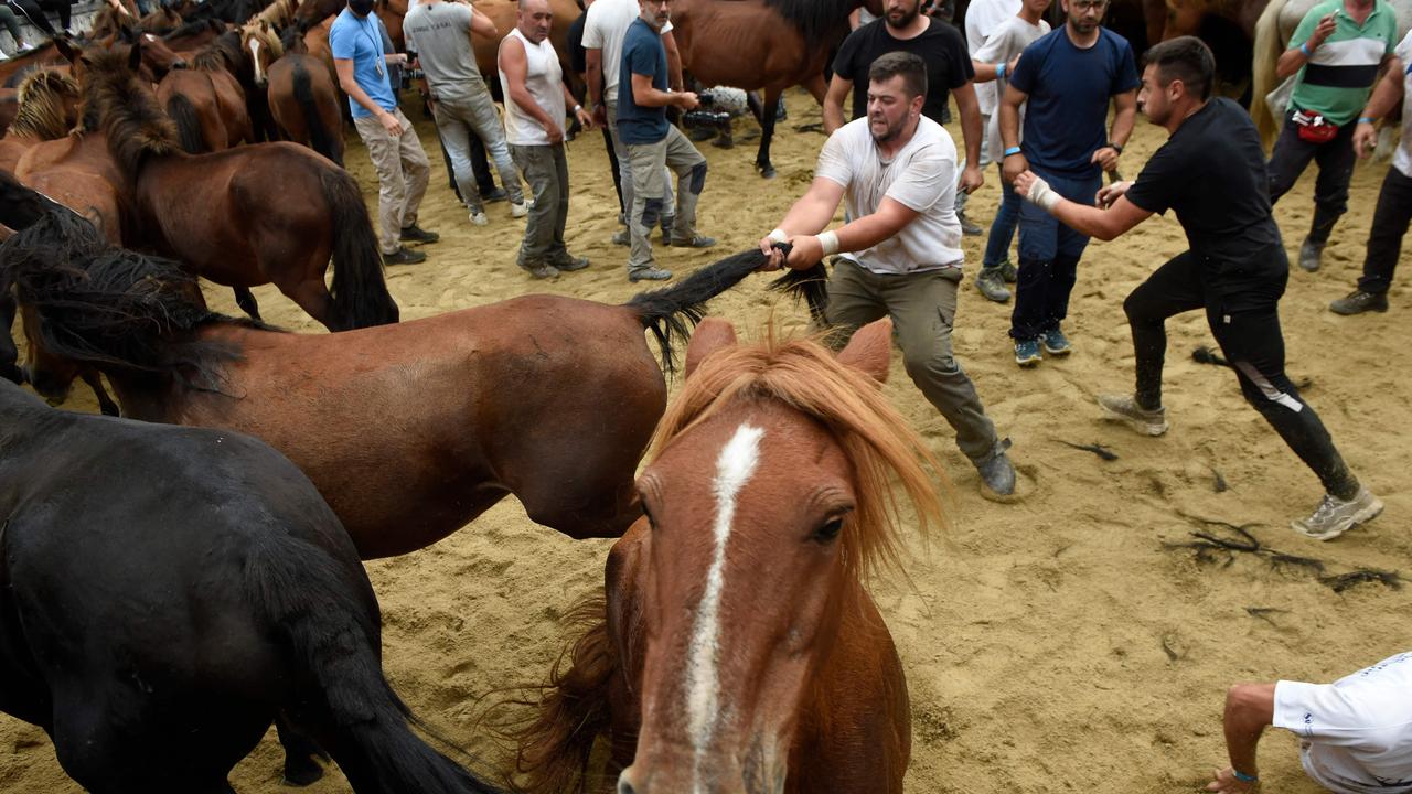 A man pulls on the tail of a horse. (Photo by MIGUEL RIOPA / AFP)