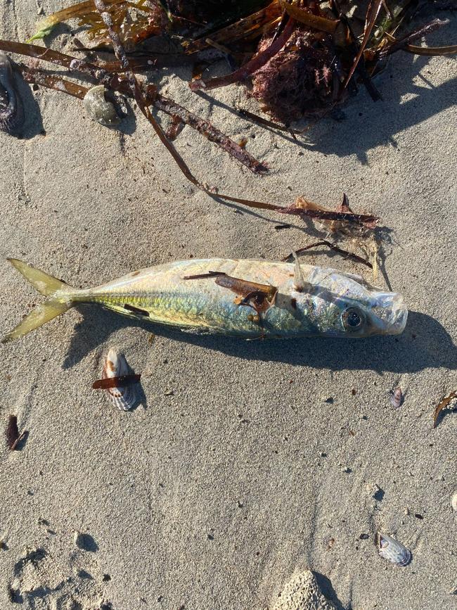 Dead Sea life at Foul Bay on the Southern coastline of the Yorke Peninsula. Picture: Lochie Cameron