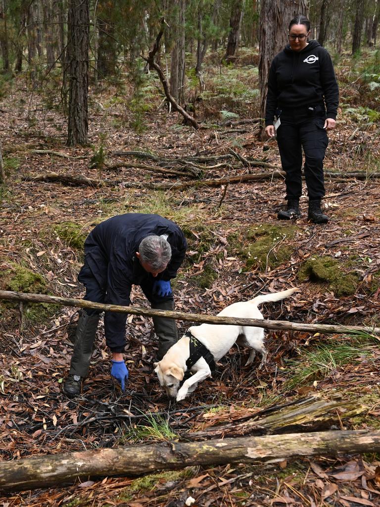 A police cadaver dog was used in the search for Samantha Murphy on Thursday. Picture: NCA NewsWire / Joel Carrett