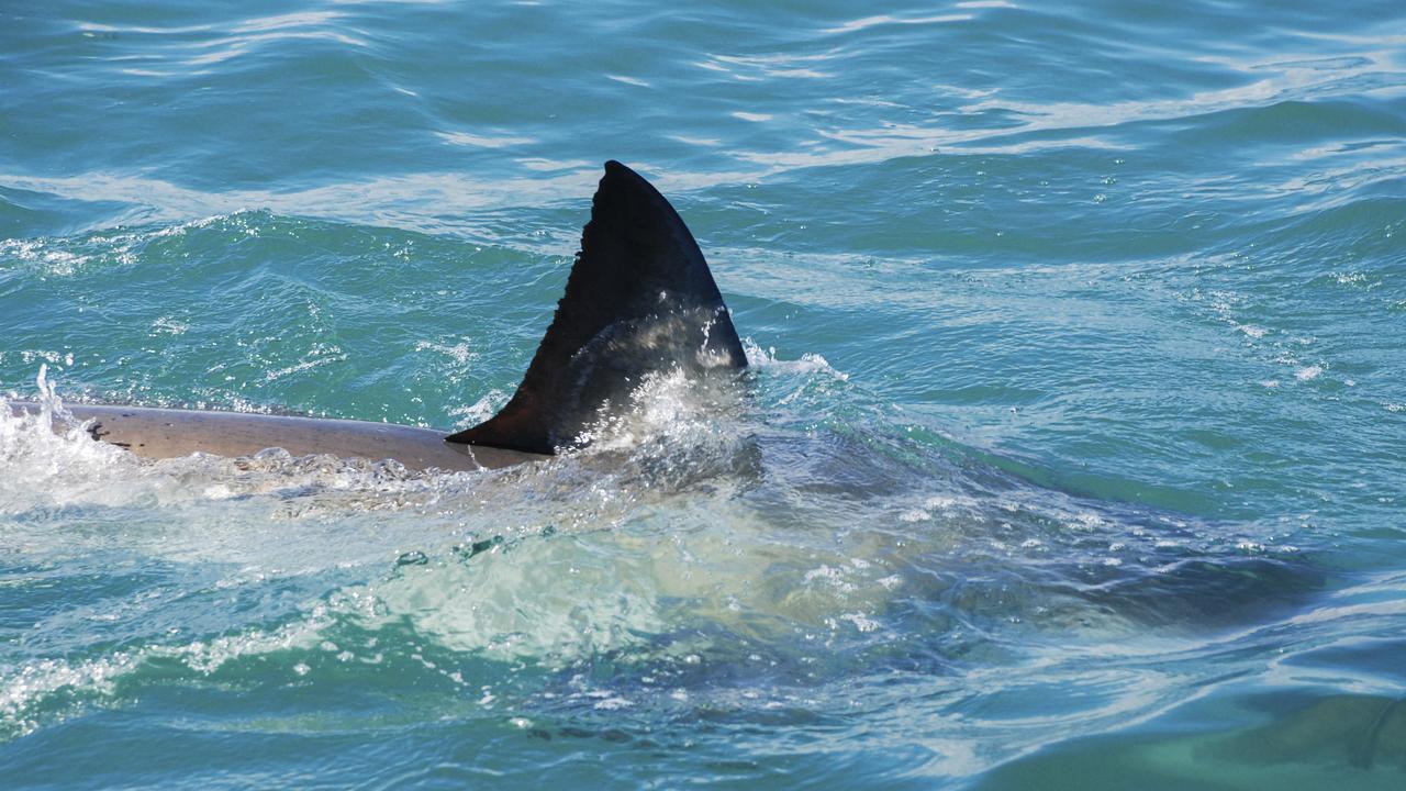 Shark sighting: Portarlington latest report after Barwon Heads beach ...