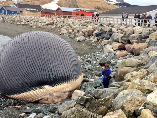 Ready to blow? Residents concerned this whale could explode.