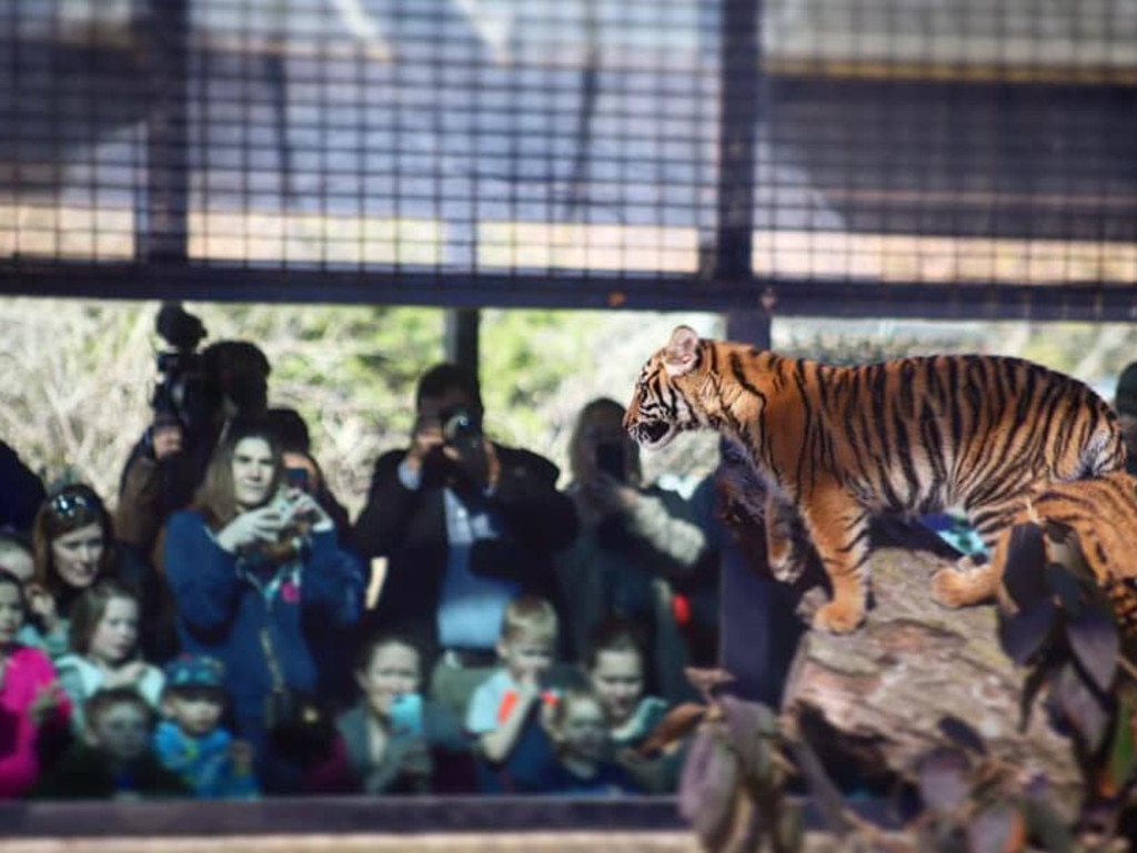 Female Sumatran tiger Jingga, mother of 7, is leaving Topeka Zoo