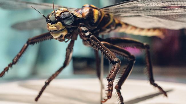 This detailed dragonfly is one of the attractions. Picture: Supplied