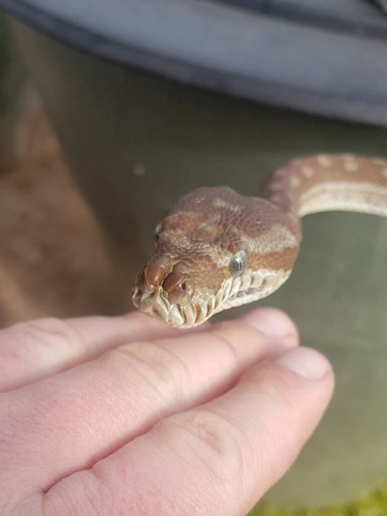 Xena my Bredli snake. Picture: Reece Martin