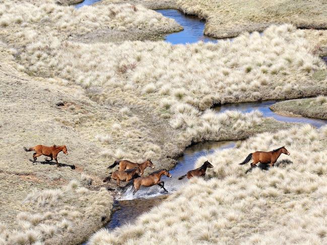 Wild brumbies roaming the Kosciuszko National Park. Picture: Stephen Cooper