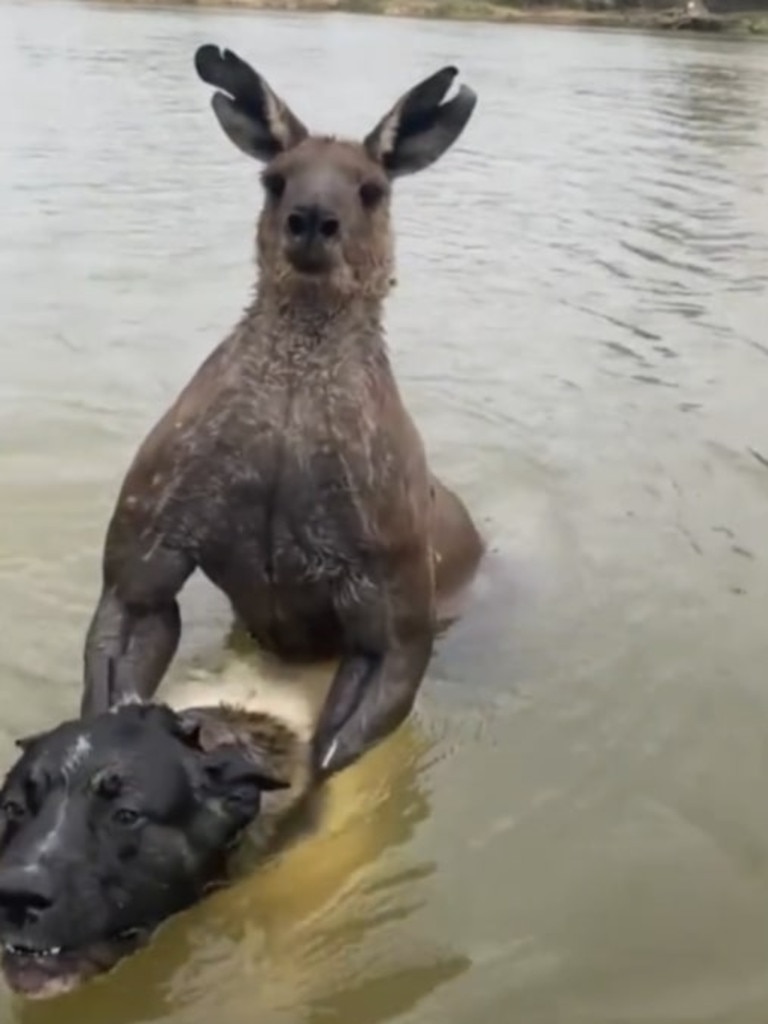 The man is heard threatening the roo as he rushed in. Picture: Tik Tok