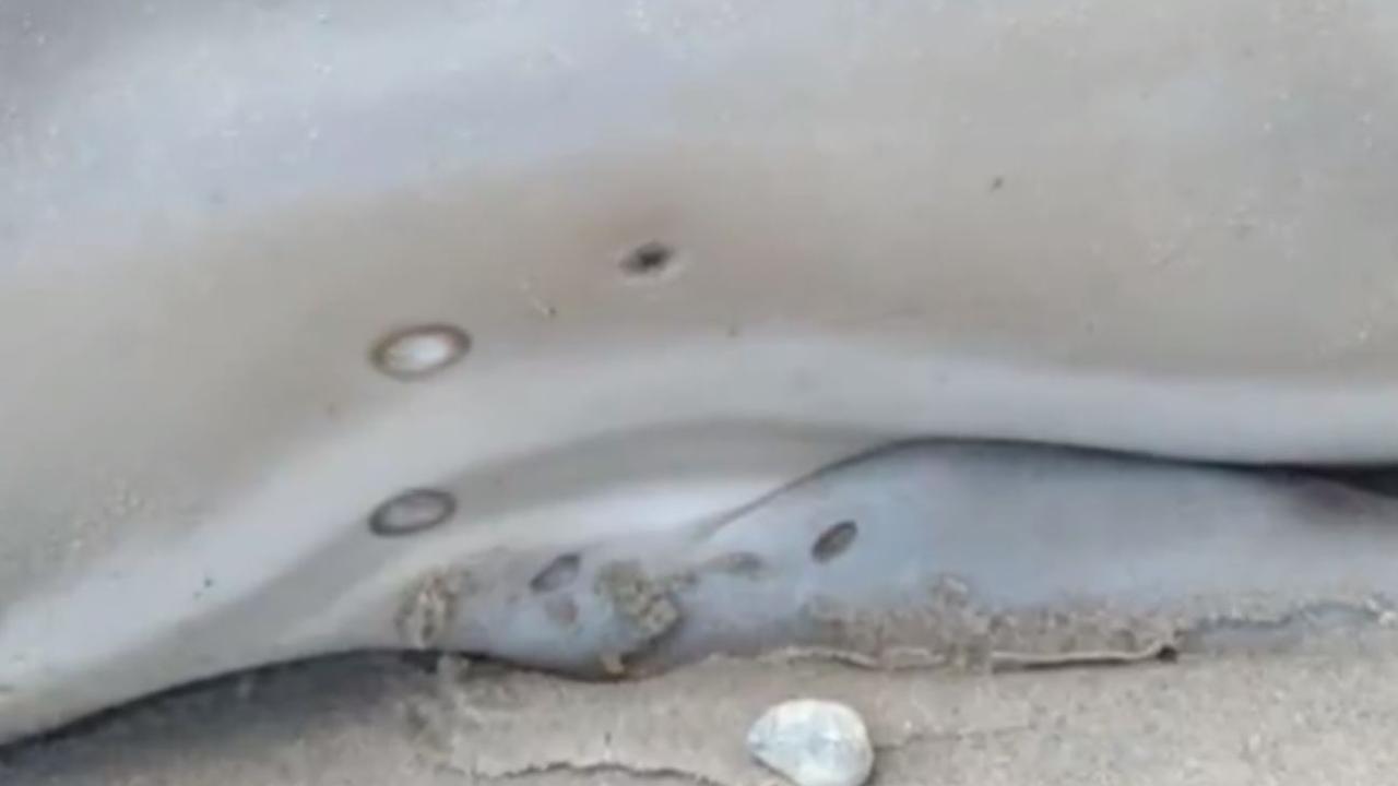 Caption: The dead body of a baby dolphin which washed up on Aldinga Beach covered in mysterious holes. Picture: 7 News