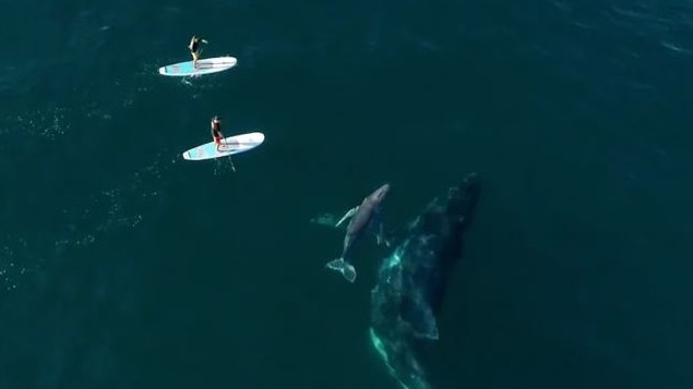 Surfboard Warehouse were shooting footage for their new board, the Atlantis Pacifico, when riders Jeff and Kayla Weatherall were visited by whales. Location: Hastings Point, Northern NSW. Vision from Tim Beban, Surfboard Warehouse.