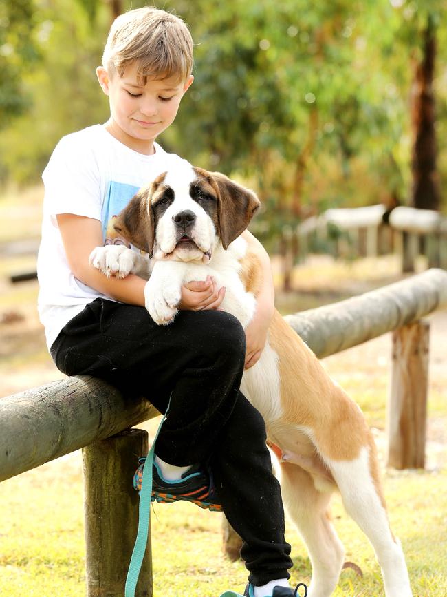 Ryder already loves his four-legged companion. Picture Mike Batterham