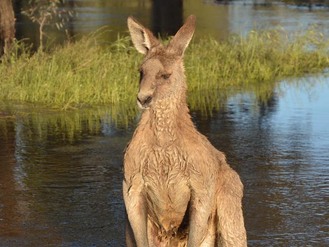 From a collection of personal photographs of the monster flood that hit Louise and Andrew's property in October 2016.This stranded big male roo eventually died at the Prairie home front gate.  Picture: Louise Burge