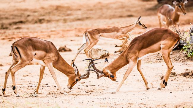 Turf wars ... Two impalas fight for dominance. Picture: Robert Irwin