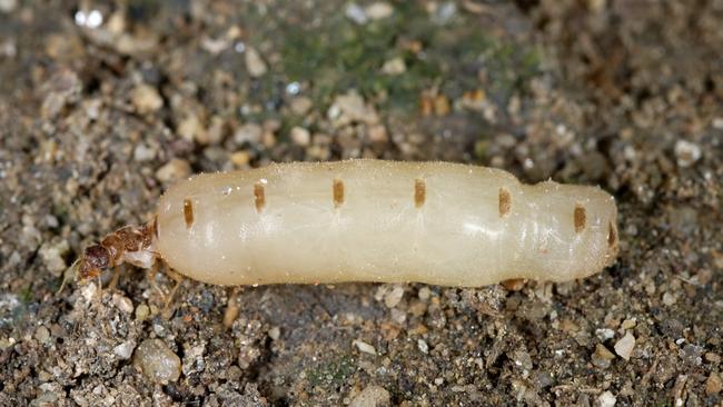 A termite queen — surely she doesn’t fart?