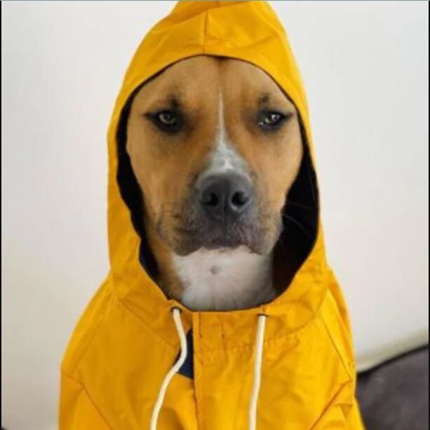 Kmart is also selling adorable dog raincoats. Picture: Instagram/@cassyeveryday