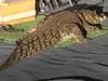PICTURES: ‘Crikey’: Croc traps Top End couple
