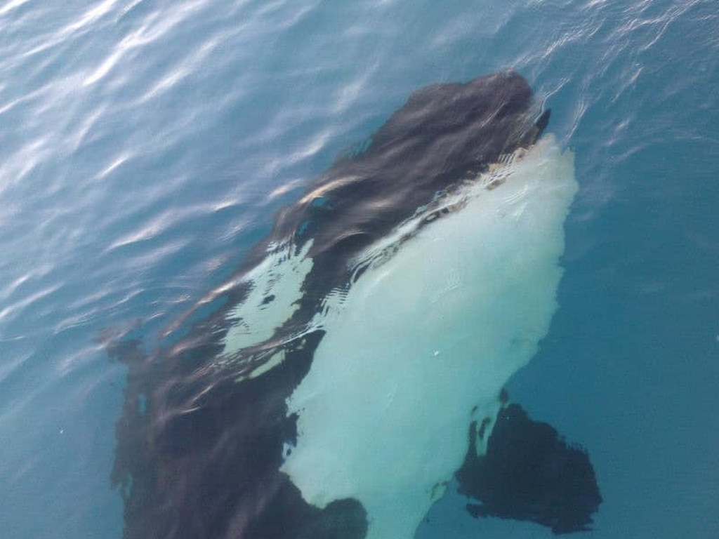 Orca in Geographe Bay where the federal government has proposed developing a wind farm. Picture: Kevin Bebbington