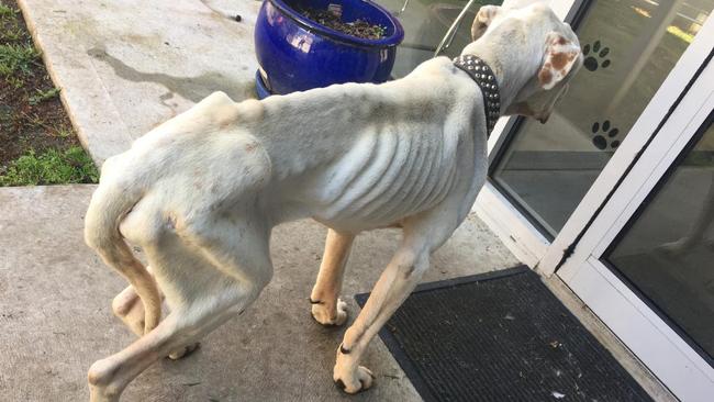 The RSPCA was unable to save severely malnourished dog, Cleveland.