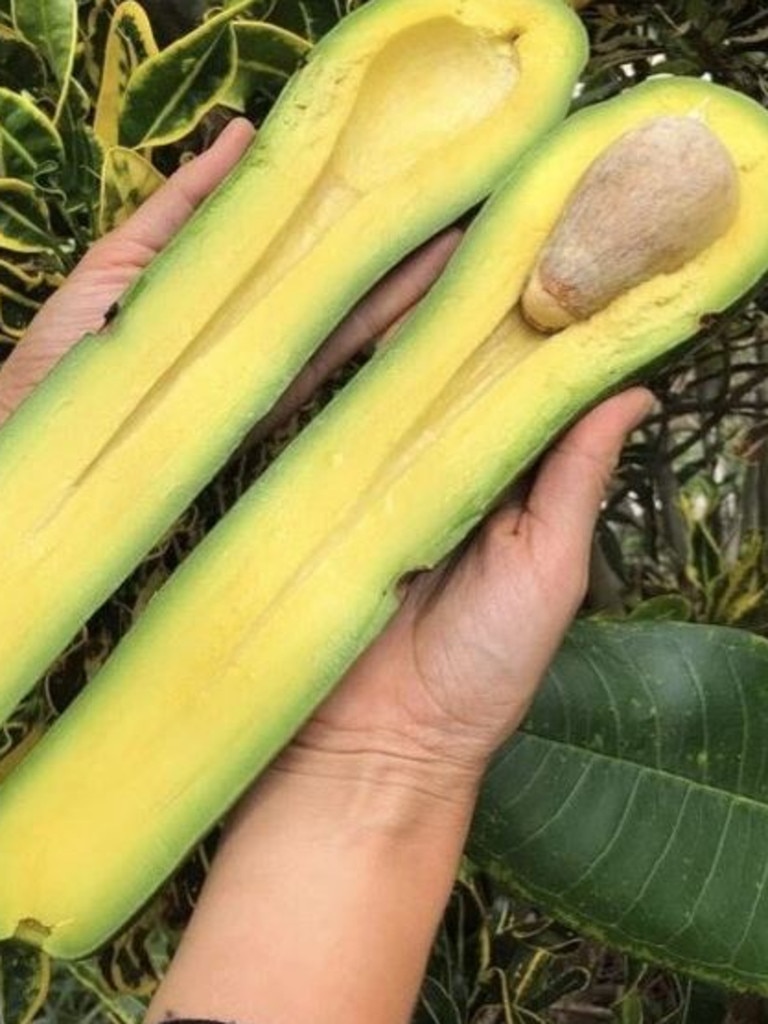 A Floridabased farm, Miami Fruit, has unveiled giant ‘long neck