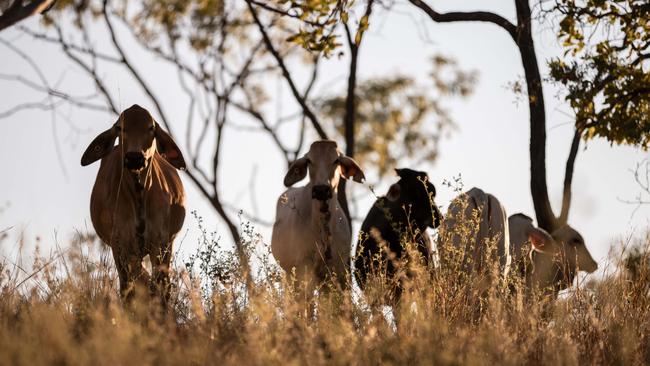 Brahman cattle at Mount Mulligan Lodge.