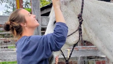 Chappo the horse getting brushed at L&amp;B Horse Rescue and Rehoming (Photo: supplied)