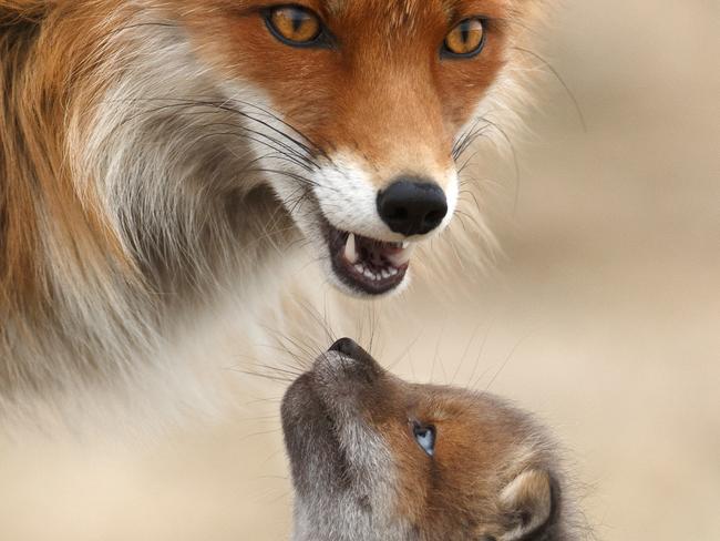 Must not publish before April 29 Must credit: photographer/GDT Nature Photographer of the Year 2016 1st place: Gabi Marklein (Germany) - relationship