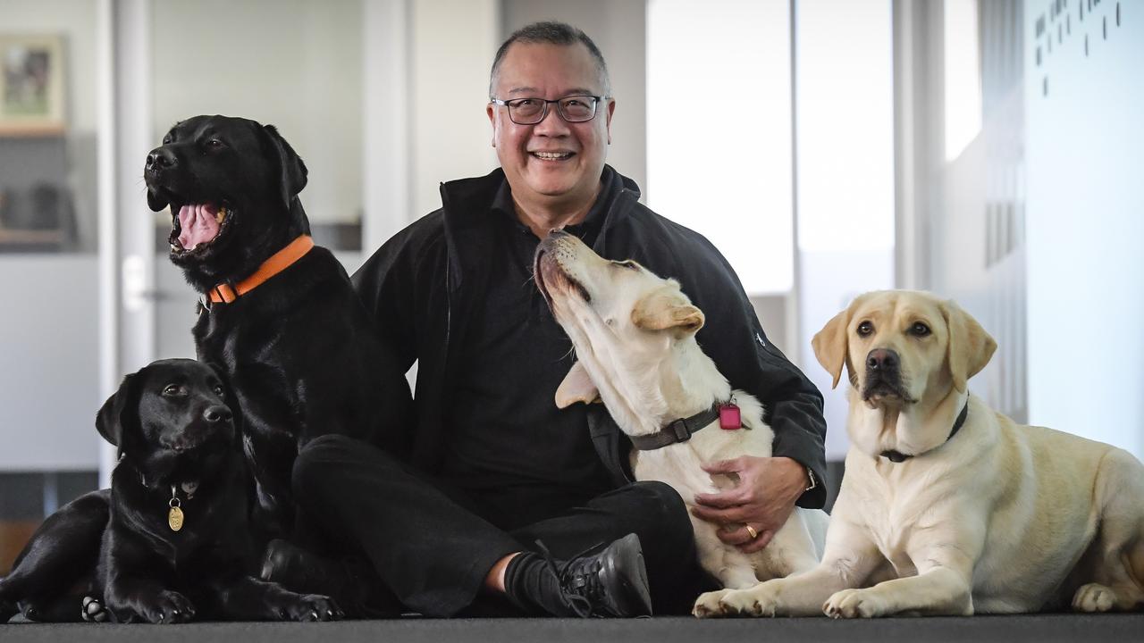 Guide Dogs SA/NT CEO Aaron Chia with trainee dogs. Picture: Roy VanDerVegt