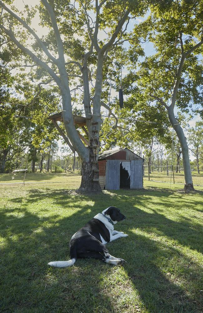 The backyard tree Eli Jarick fell six metres from in March.