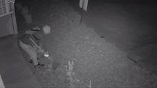 Thief plucks flowers from Canberra garden by night.