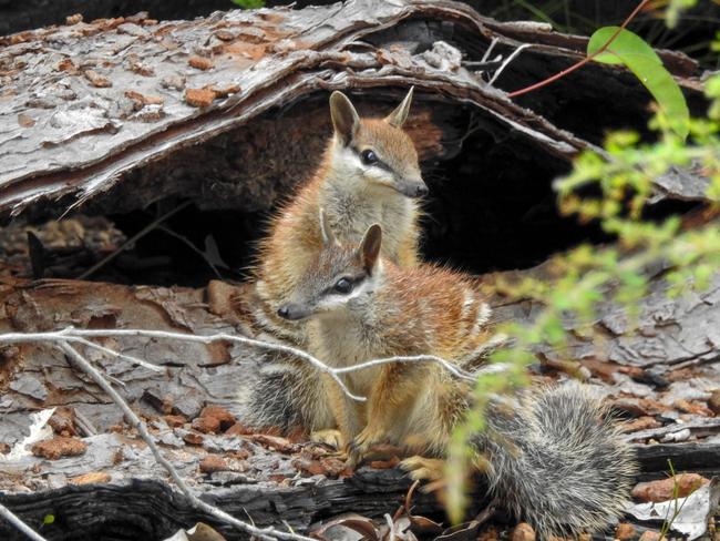 Australian numbats are rarer than pandas, tigers, orang-utans and rhinos. There are believed to be fewer than 1,000 numbats in the wild. Picture: Sian Thorn