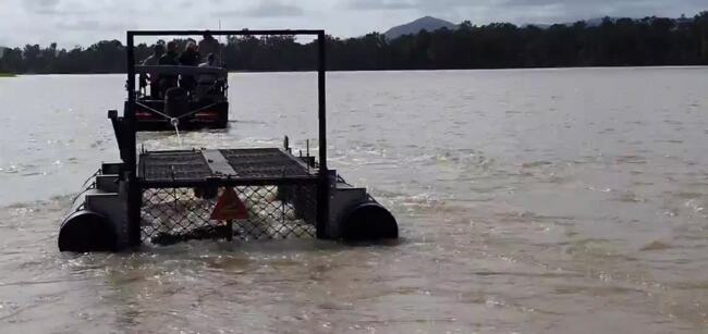 Crocodile removed from Rockhampton's Fitzroy River