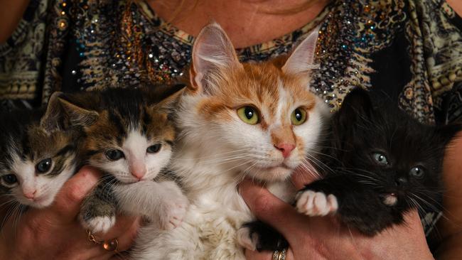 Daisy, a rescued cat, is a surrogate mum to these cute kittens at Dandy Cat Rescue. Picture: Penny Stephens