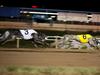 Life ban for greyhound trainer after dogs found dead