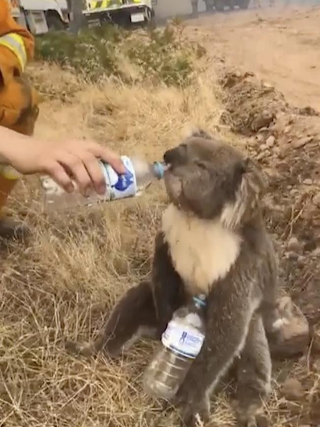 A CFS firefighter lends a drink to a parched koala. Picture: Oakbank Balhannah CFS