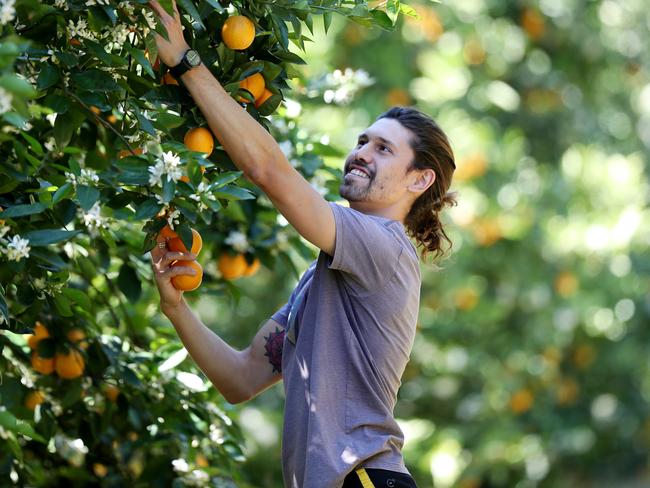 Backpackers, such as Agustin Charlone, are in increasingly short supply. Picture: Sue Graham