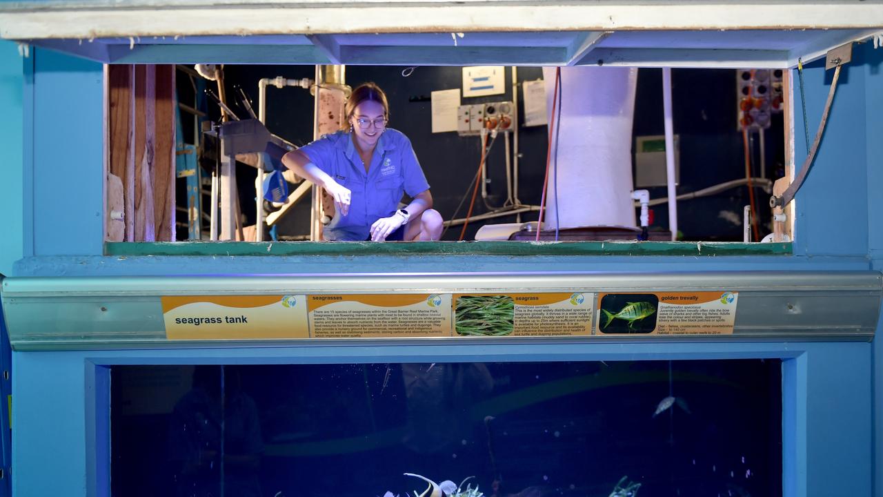 Behind the scenes at Reef HQ. Aquarist Samantha Kentwell at the Seagrass Tank. . Picture: Evan Morgan